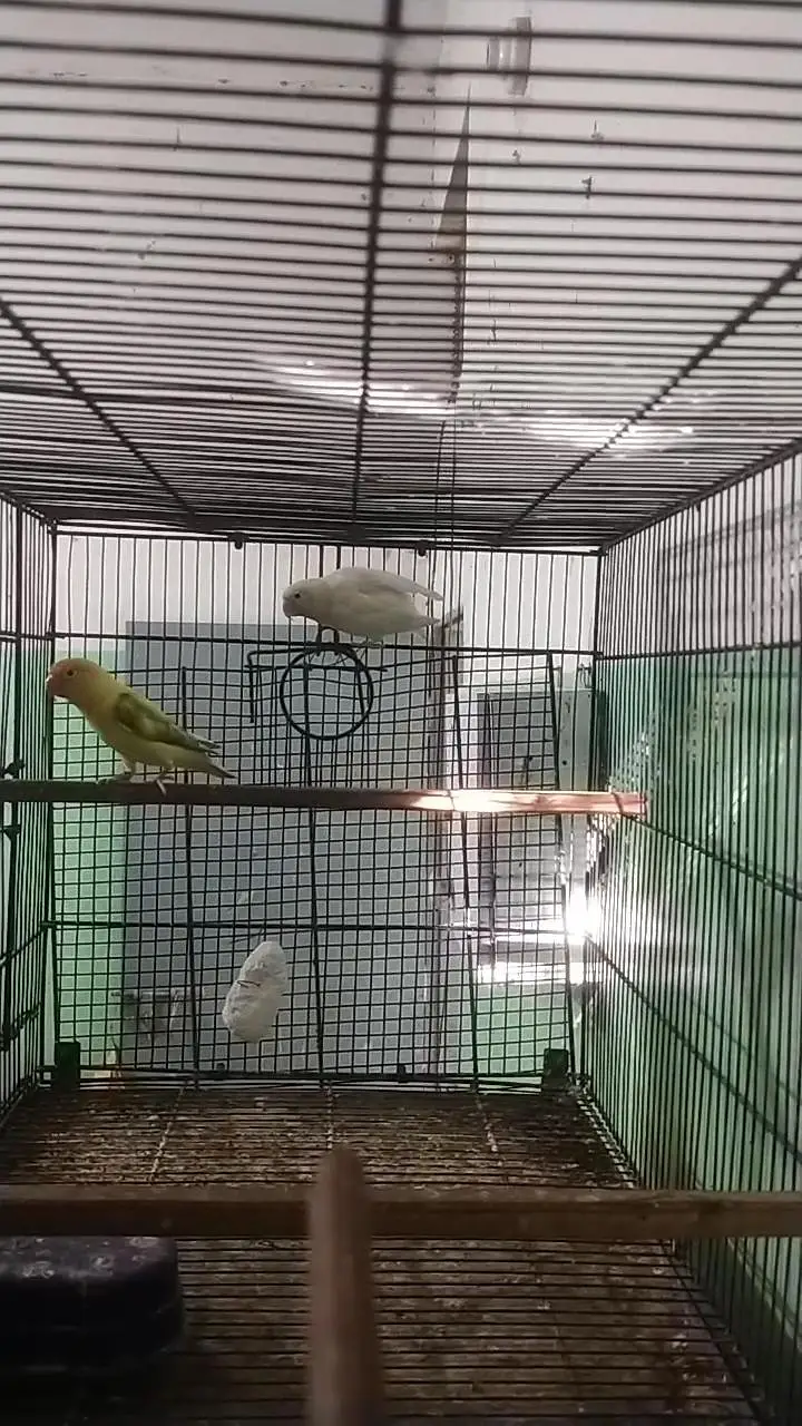 Complete Birds Setup — photo 6