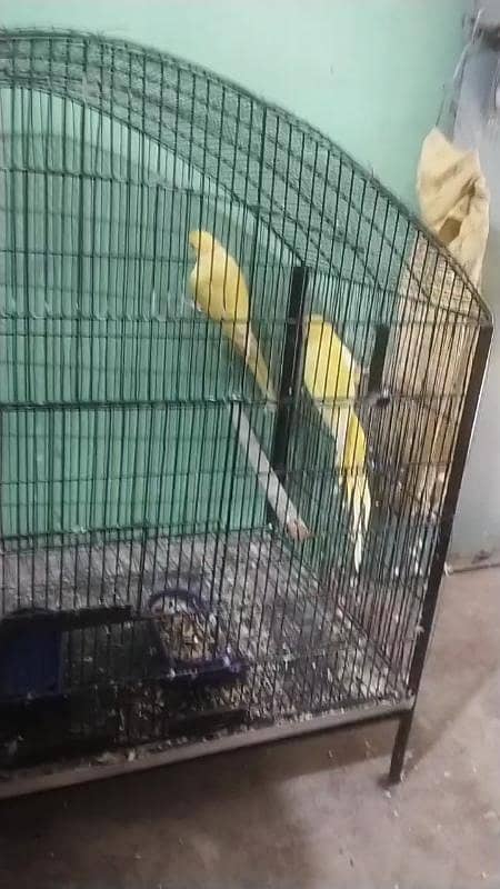 Complete Birds Setup 6