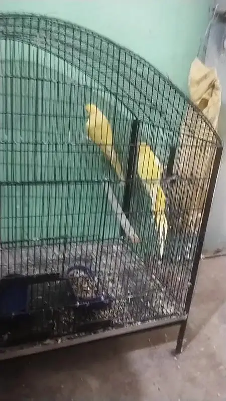 Complete Birds Setup — photo 7
