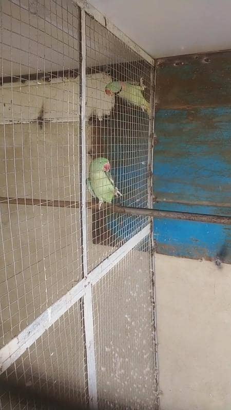 Complete Birds Setup 9