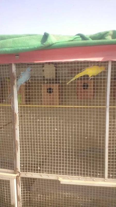 Complete Birds Setup 10