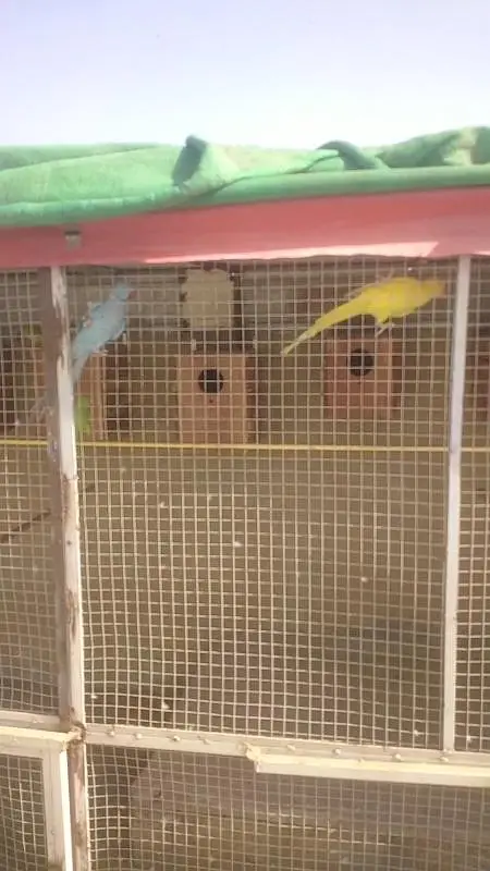 Complete Birds Setup — photo 11