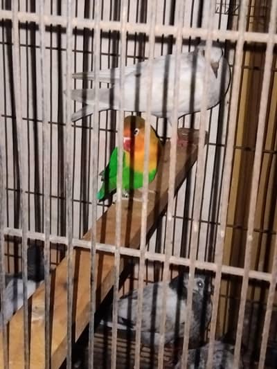 fisher lovebirds