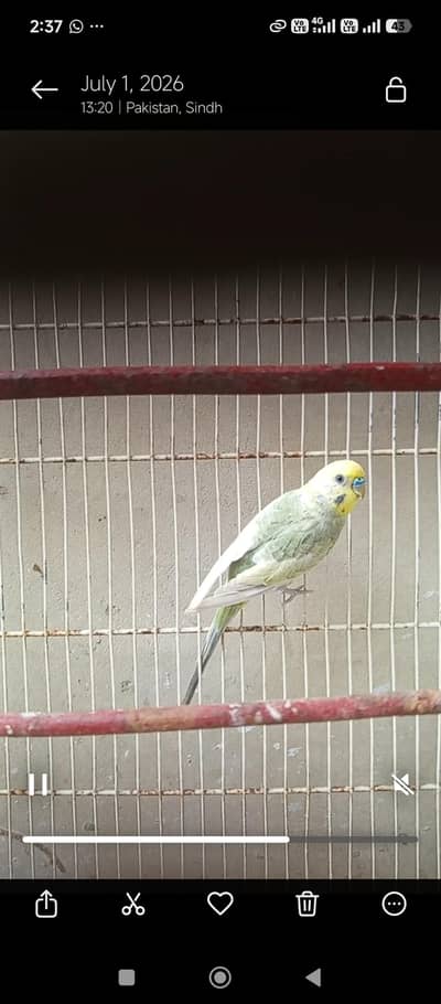 RAINBOW MALE