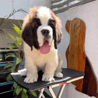 EXTREME QUALITY SAINT BERNARD PUPPY AVAILABLE FOR SALE