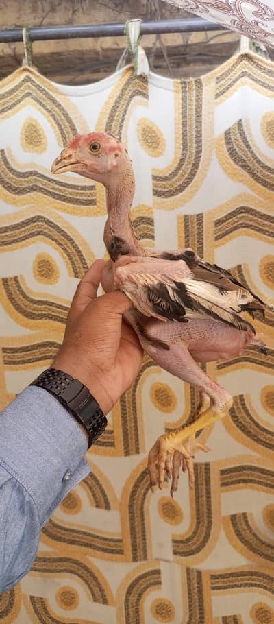 High quality aseel chicks forsale only interested buyer contact us