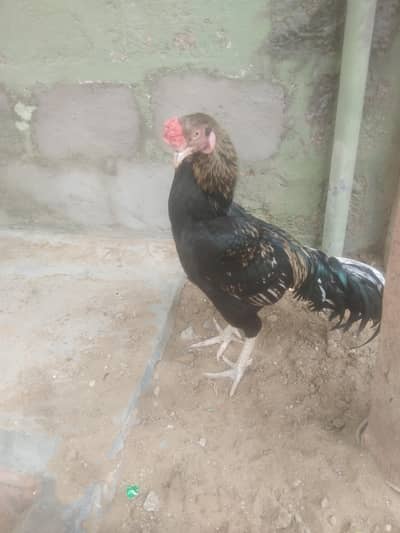 arjant sell sirf morga hy Asil black Java 5500k/ 03152041402