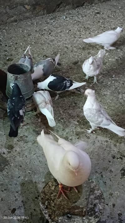 Sentinent Pigeons For Sale