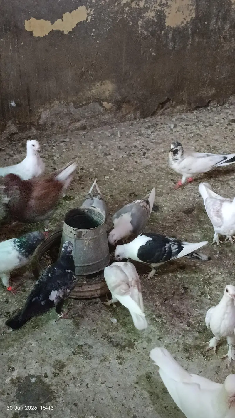 Sentinent Pigeons For Sale — photo 2