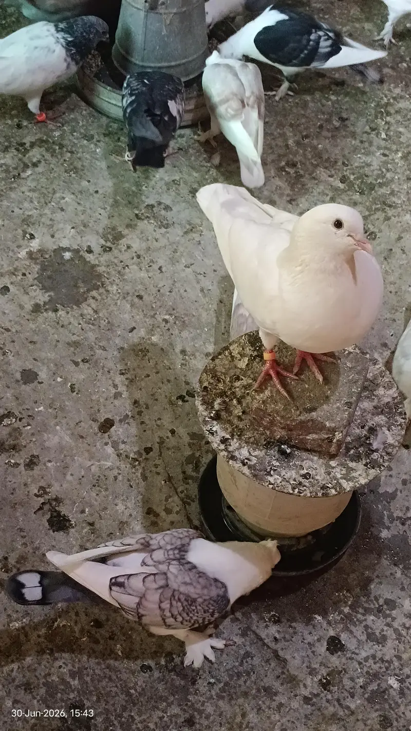 Sentinent Pigeons For Sale — photo 3