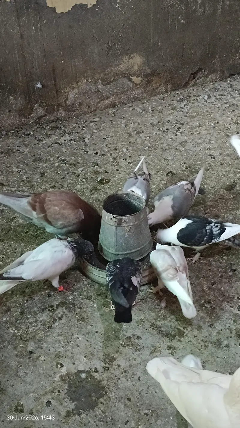 Sentinent Pigeons For Sale — photo 4