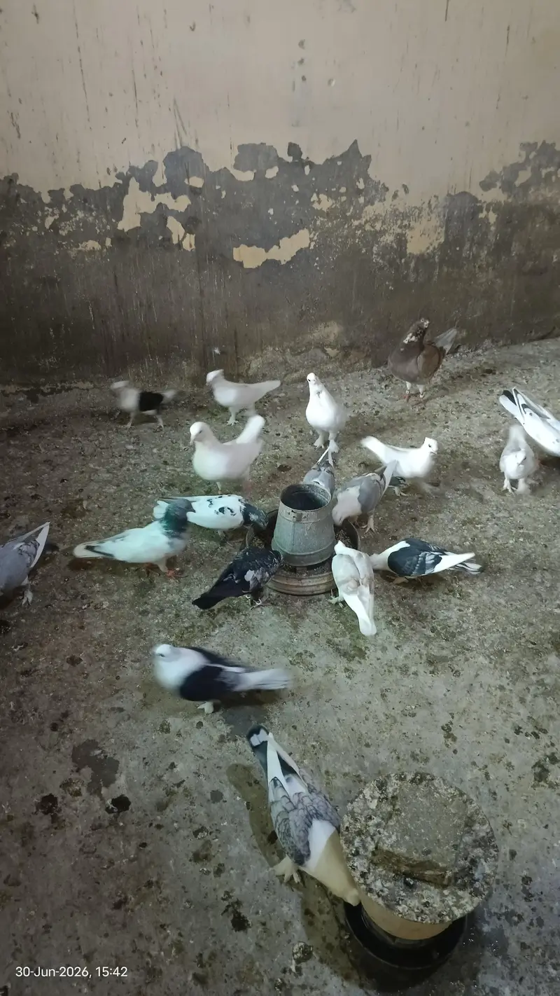 Sentinent Pigeons For Sale — photo 5