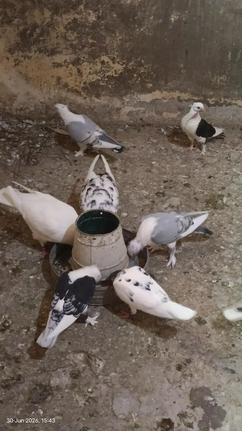 Sentinent Pigeons For Sale — photo 6