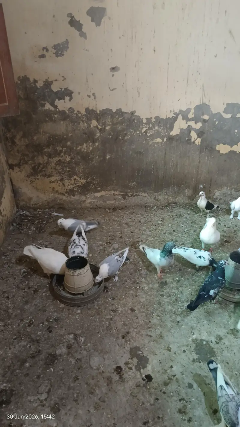 Sentinent Pigeons For Sale — photo 7