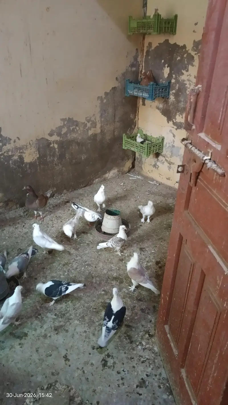Sentinent Pigeons For Sale — photo 8