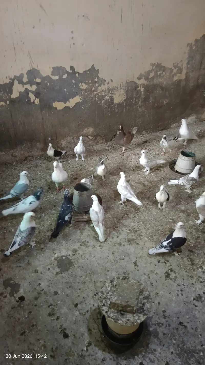 Sentinent Pigeons For Sale — photo 9