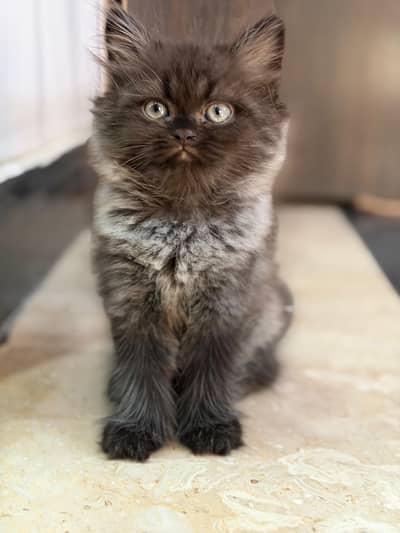 Male balck and grey kitten