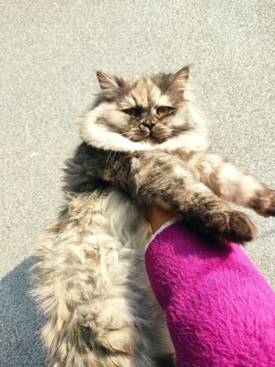 Persian Female Cat.