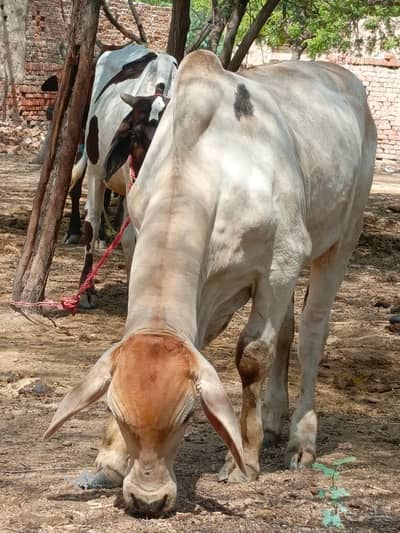 Stilan Brahman|Bachra| bull |vacha|cow|Quarbani lover | best breed cow