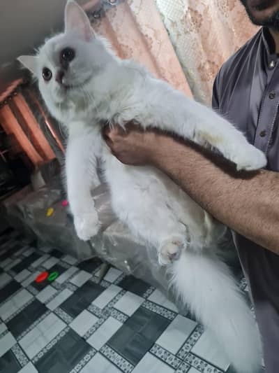 Persian femail kitten