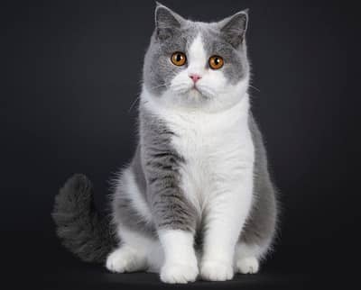British Short hair Male Available