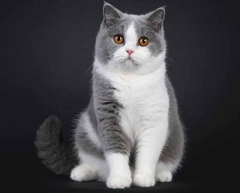 British Short hair Male Available