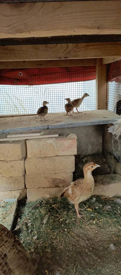 pure irani chicks for sale