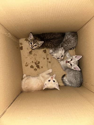 Kitten are available for adoption