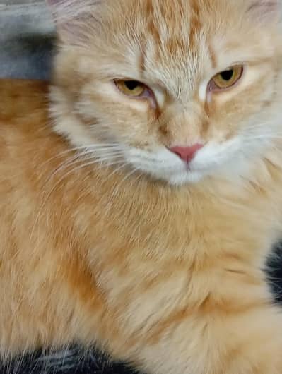 Persian Cat for sale