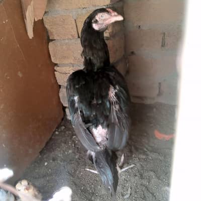 aseel murgi for sale