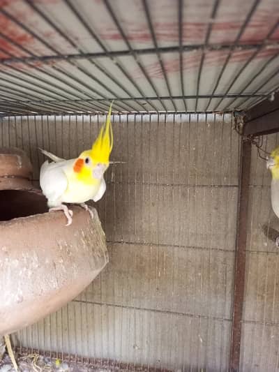 cocktail breeder pair