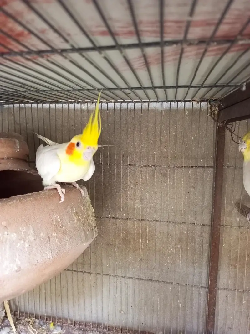 cocktail breeder pair