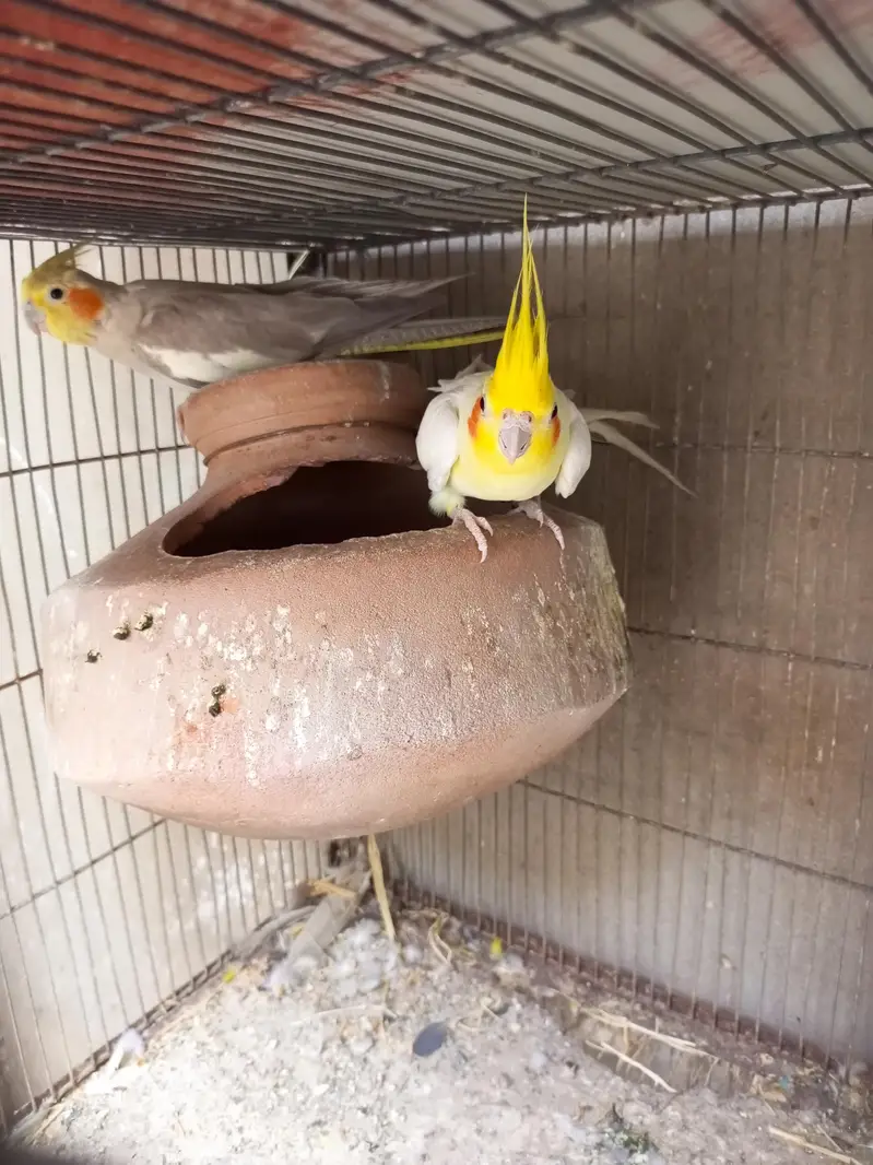 cocktail breeder pair — photo 2