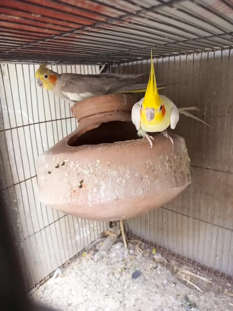 cocktail breeder pair — photo 3