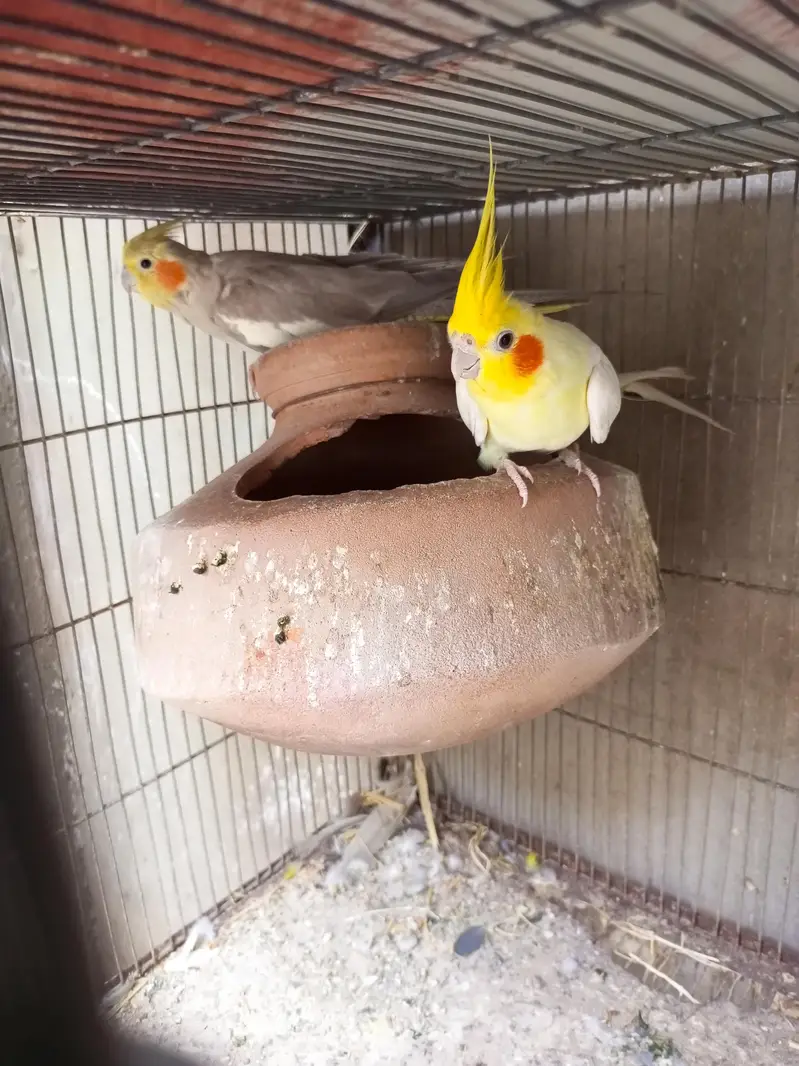 cocktail breeder pair — photo 4