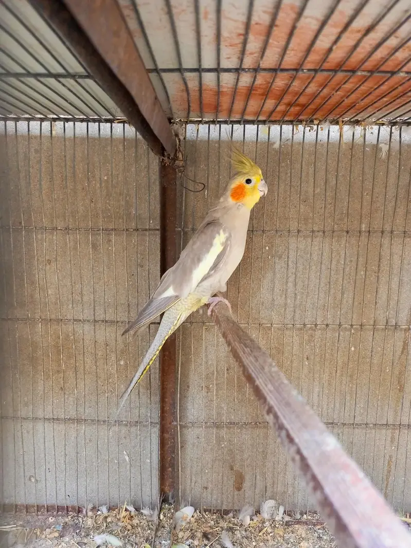cocktail breeder pair — photo 5