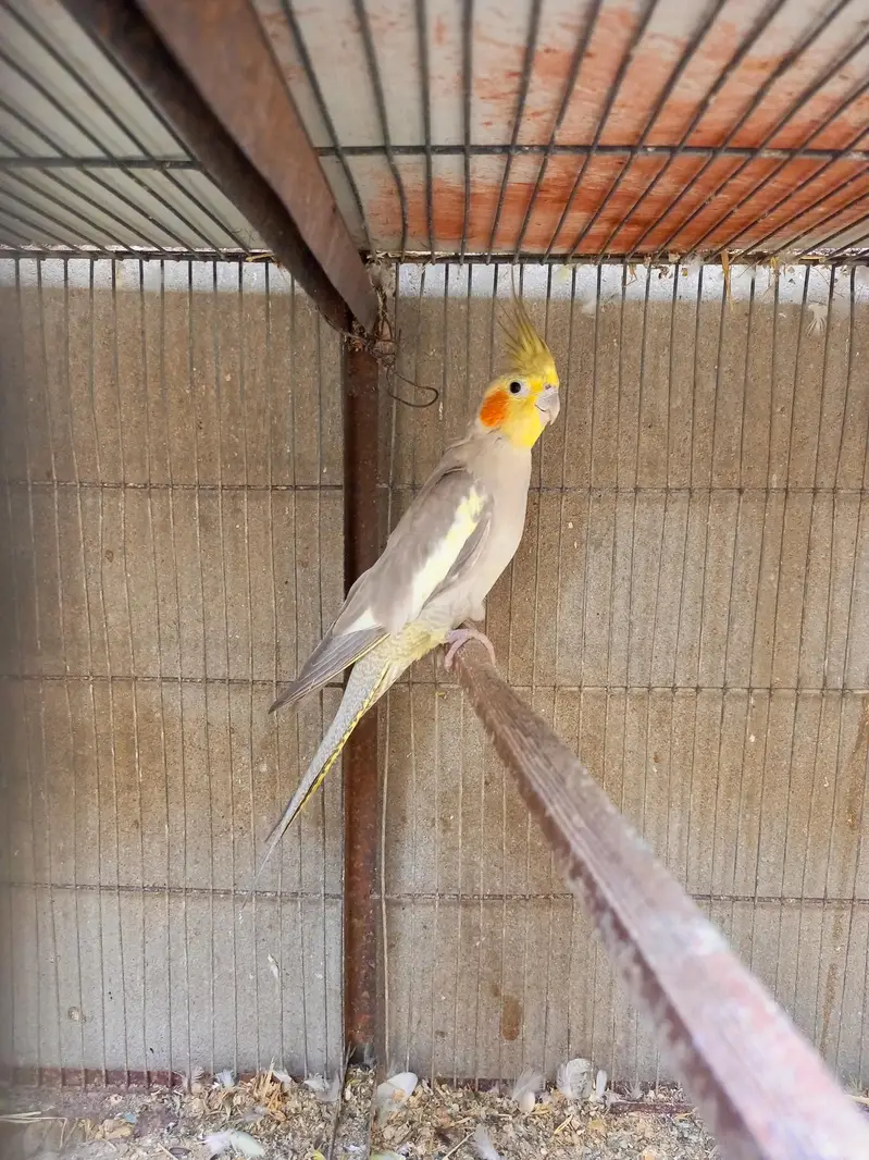 cocktail breeder pair — photo 8