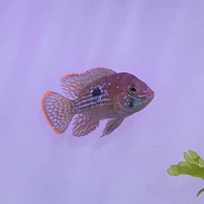 Green Terror and Albino Catfish