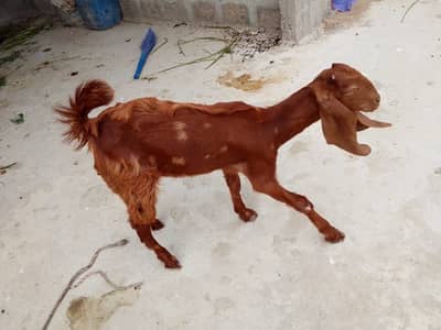 Bakri for sale  contact only whatsapp 03073681833