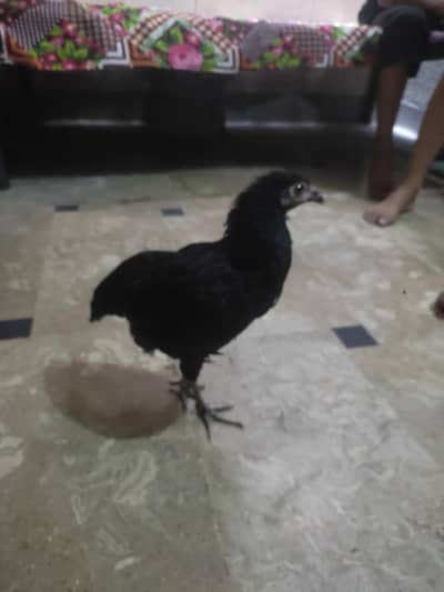 desi murgi