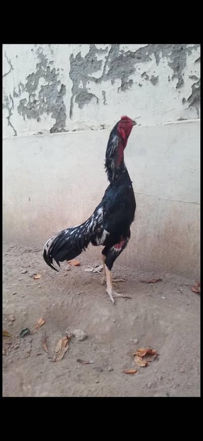 pure shamo aseel lasani 1 03455908433