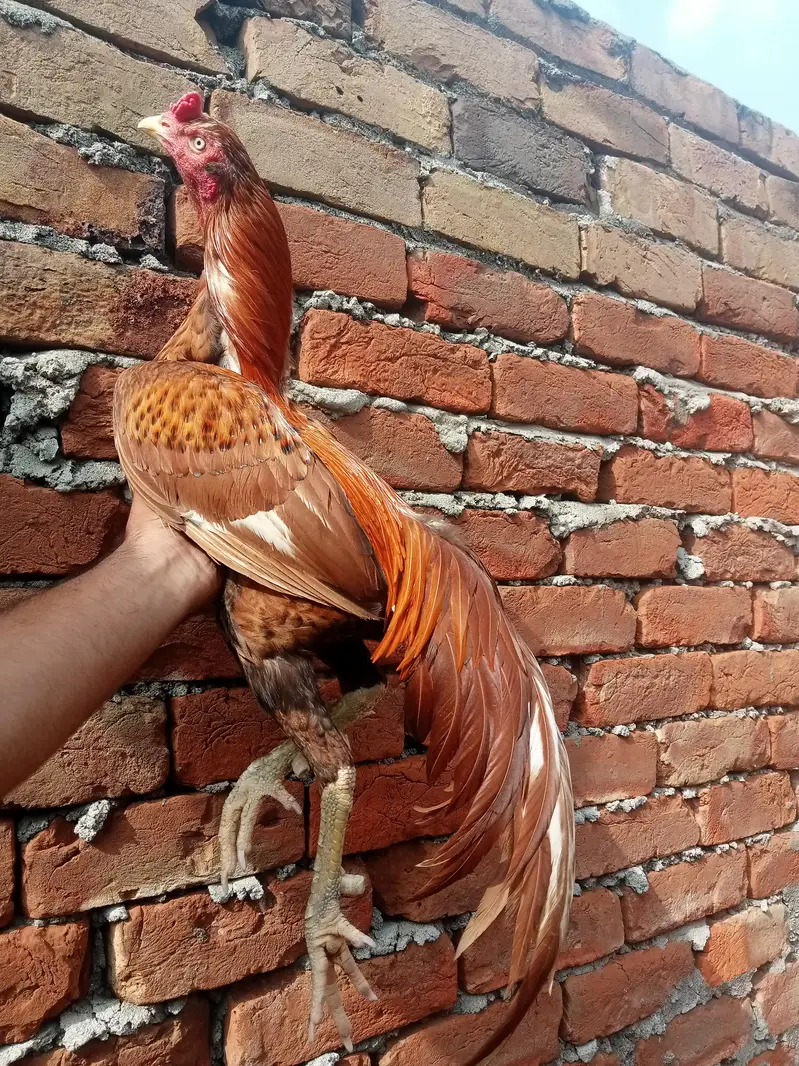 High quality Aseel male — photo 2