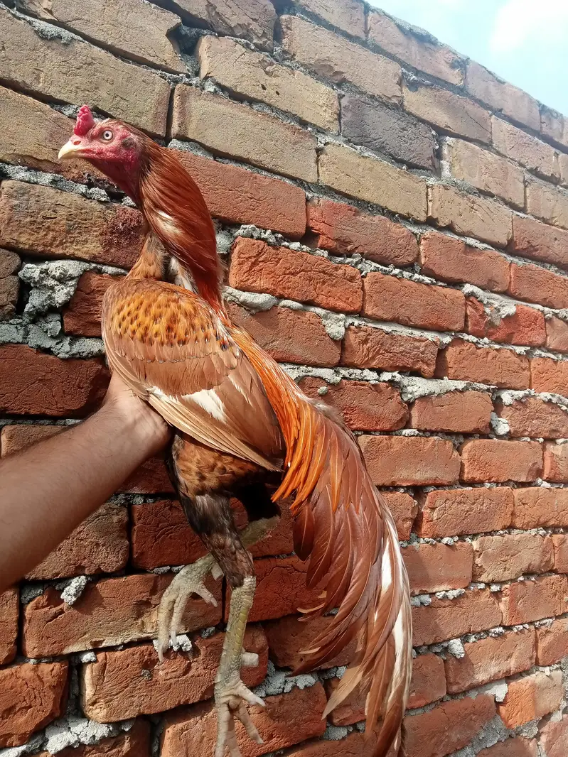 High quality Aseel male — photo 3