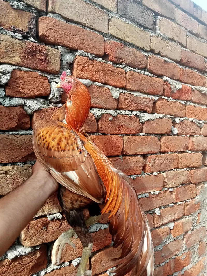 High quality Aseel male — photo 4