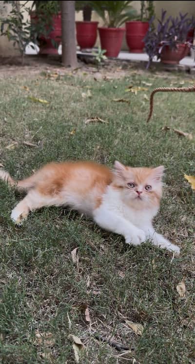 MALE KITTEN FOR SALE