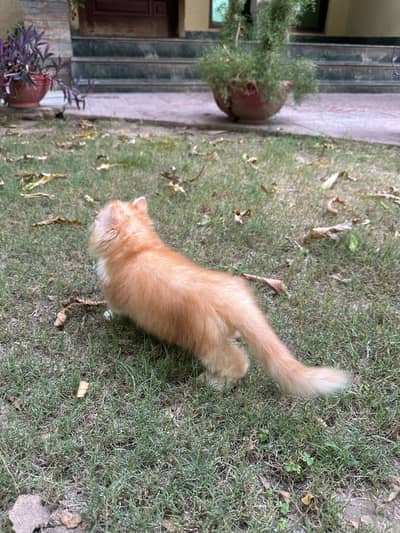MALE KITTEN FOR SALE