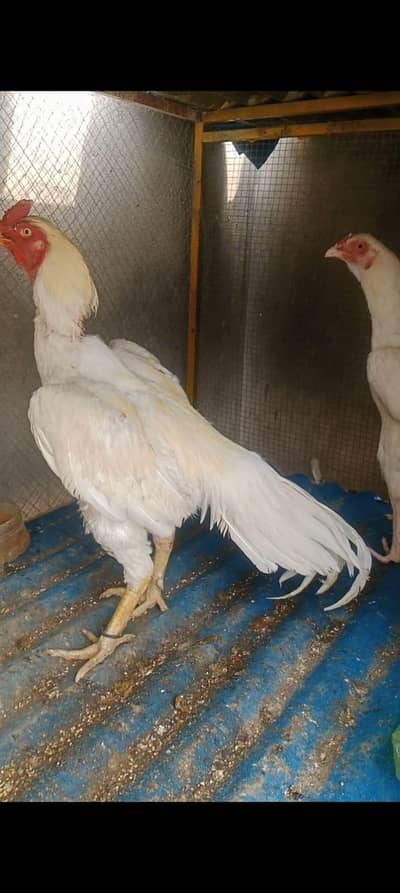 urgent for sale Hera jora white bacho ke garanti
