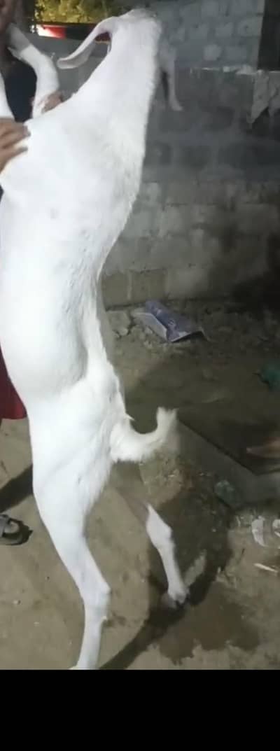 white bakra for sale