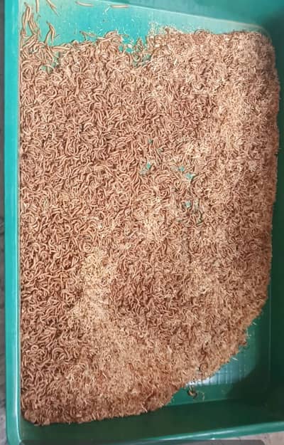Mealworms For Sale