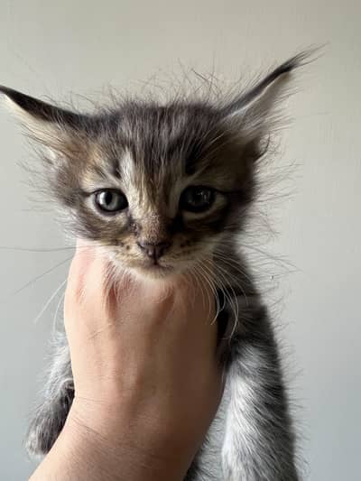 Adorable 2-Month-Old Maine Coon Mix Kitten | Fluffy | Litter Trained
